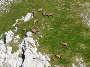 Gemsenherde beim Mittenwalder Klettersteig